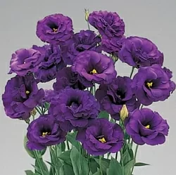 Лизиантус Lisianthus Super Magic I-II F1 deep blue (10шт) Лизиантус Lisianthus Super Magic I-II F1 deep blue (10шт)