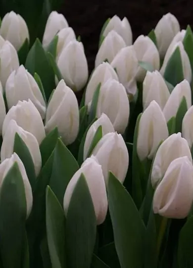 White Master