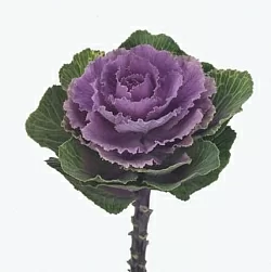 Брасика Brassica oleracea Crane F1 ruby (10шт) Брасика Brassica oleracea Crane F1 ruby (10шт)