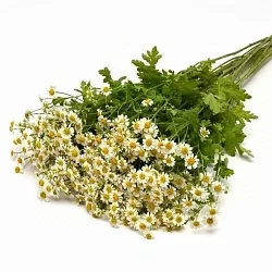 Танацетум Vegmo single (10шт) Танацетум Vegmo single (10шт)
