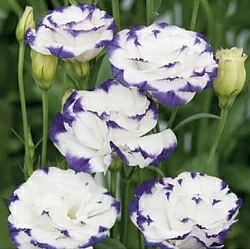Лизиантус Lisianthus Super Magic I-II F1 capri blue picotee (10шт) Лизиантус Lisianthus Super Magic I-II F1 capri blue picotee (10шт)