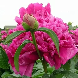  Пион Якорма (Jacorma)