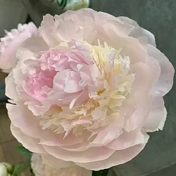  Пион Якорма (Jacorma)