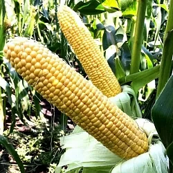 Кукуруза Саммер Cвит F1 (3гр)
