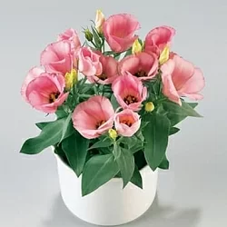Лизиантус Lisianthus Carmen F1 rose (10шт) Лизиантус Lisianthus Carmen F1 rose (10шт)