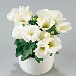 Лизиантус Lisianthus Carmen F1 ivory (10шт) Лизиантус Lisianthus Carmen F1 ivory (10шт)