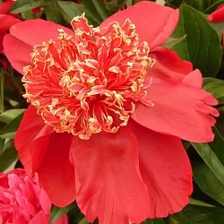  Пион Якорма (Jacorma)