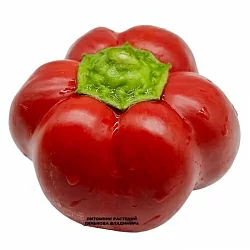 Перец сладкий Громозека Буф (6шт.) Перец сладкий Громозека Буф (6шт.)