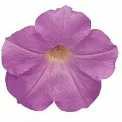 Петуния Wave F1 misty lilac (5шт) Петуния Wave F1 misty lilac (5шт)