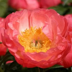  Пион Якорма (Jacorma)