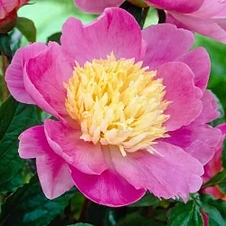  Пион Якорма (Jacorma)