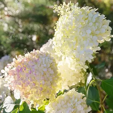 Гортензия Грандифлора (Grandiflora)