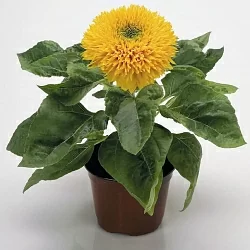Подсолнух Helianthus Teddy Beаr golden yellow (10шт) Подсолнух Helianthus Teddy Beаr golden yellow (10шт)