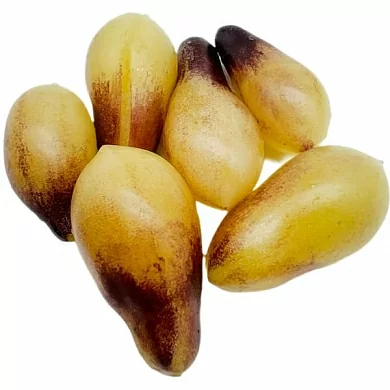 Томат Индиго кумкват (Indigo Kumquat) (6шт)