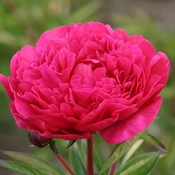  Пион Якорма (Jacorma)