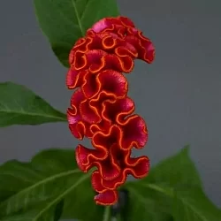 Целозия Celosia Neo red (5шт)