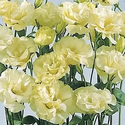 Лизиантус Lisianthus ABC 2 F1 yellow (10шт) Лизиантус Lisianthus ABC 2 F1 yellow (10шт)