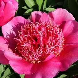  Пион Якорма (Jacorma)