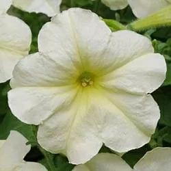 Петуния Wonder Wave F1 pearly (5шт) Петуния Wonder Wave F1 pearly (5шт)
