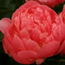  Пион Якорма (Jacorma)