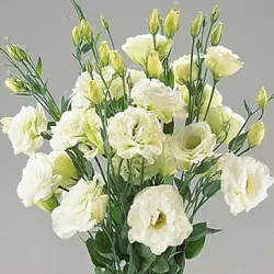 Лизиантус Lisianthus Super Magic I-II F1 green (10шт) Лизиантус Lisianthus Super Magic I-II F1 green (10шт)