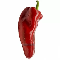 Перец сладкий Пето чудо красный (Peto Miracle red) (6шт.) Перец сладкий Пето чудо красный (Peto Miracle red) (6шт.)