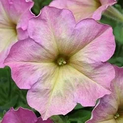 Петуния Debonair F1 rose dusty (5шт) Петуния Debonair F1 rose dusty (5шт)