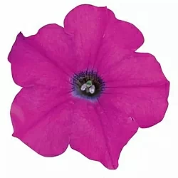 Петуния Wave F1 lavender (5шт) Петуния Wave F1 lavender (5шт)