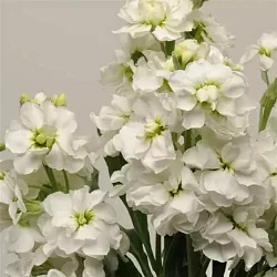 Маттиола Matthiola incana Katz white (20шт) Маттиола Matthiola incana Katz white (20шт)