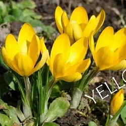 Крокус Yellow