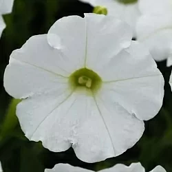 Петуния Shock Wave F1 white (5шт) Петуния Shock Wave F1 white (5шт)