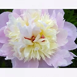  Пион Якорма (Jacorma)