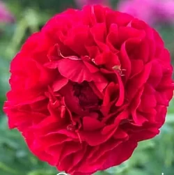  Пион Якорма (Jacorma)