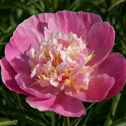  Пион Якорма (Jacorma)