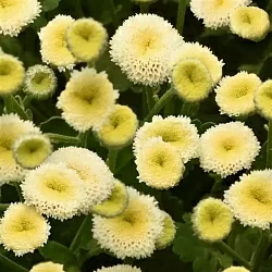 Танацетум Vegmo snowball extra (10шт) Танацетум Vegmo snowball extra (10шт)