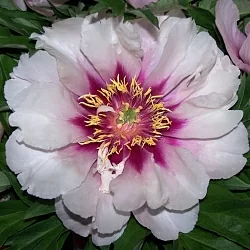  Пион Якорма (Jacorma)