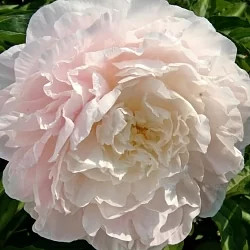 Пион Якорма (Jacorma)