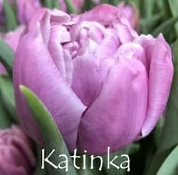  Katinka