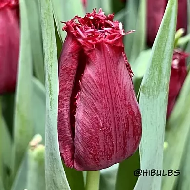 Тюльпан Филли Белль (Philly Belle)