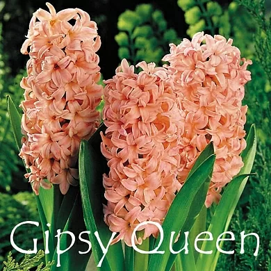 Gipsy Queen