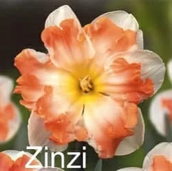 Нарцисс Zinzi