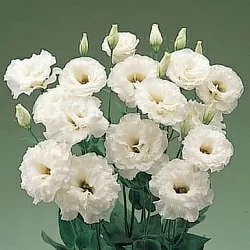 Лизиантус Lisianthus Super Magic I-II F1 white (10шт) Лизиантус Lisianthus Super Magic I-II F1 white (10шт)