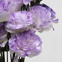 Лизиантус Lisianthus ABC 1 F1 misty blue (10шт) Лизиантус Lisianthus ABC 1 F1 misty blue (10шт)