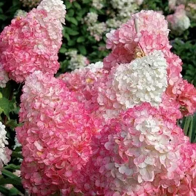 Гортензия Пинк Леди (Pink Lady)