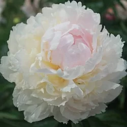  Пион Якорма (Jacorma)