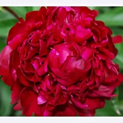  Пион Якорма (Jacorma)