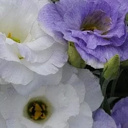 Лизиантус Lisianthus ABC 2 F1 blue blush (10шт) Лизиантус Lisianthus ABC 2 F1 blue blush (10шт)