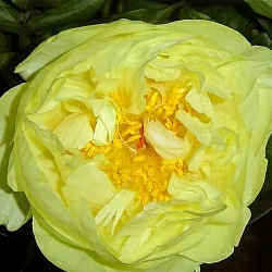  Пион Якорма (Jacorma)