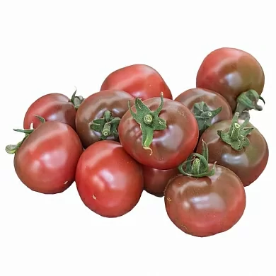 Томат Карма Фиолетовая Мультифлора (Karma Purple Multiflora, Канада, США) (6шт)