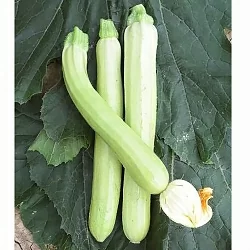 Кабачок Длинный белый сицилийский (Lungo Bianco di Sicilia) (3шт) Кабачок Длинный белый сицилийский (Lungo Bianco di Sicilia) (3шт)